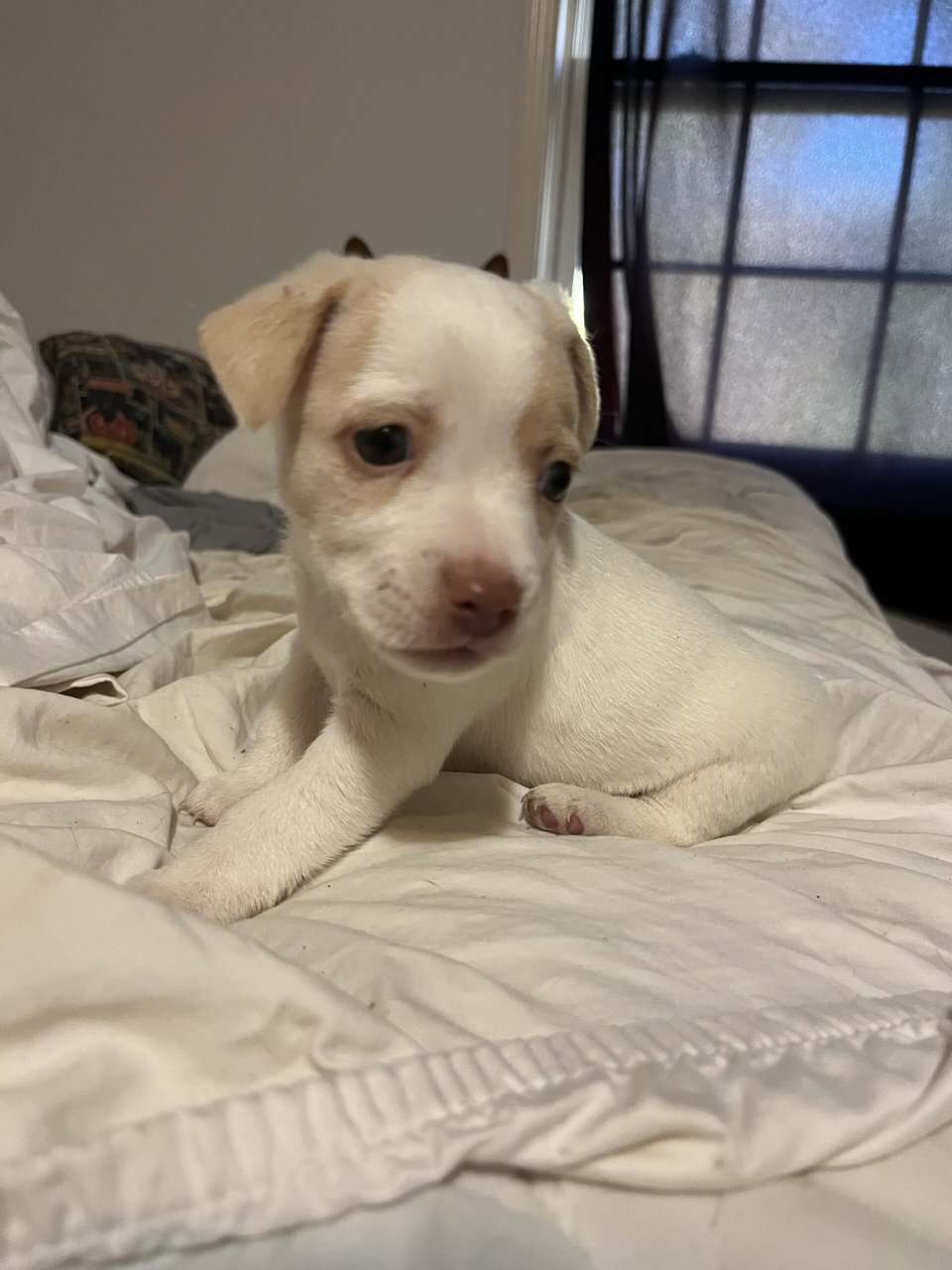 Jack Russell puppies image 2