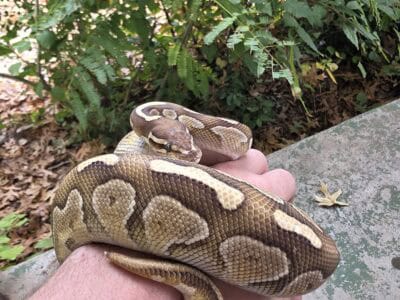 Enchi pin het albino male ball python