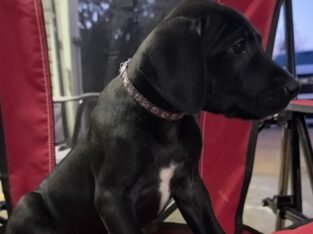 Great Dane female