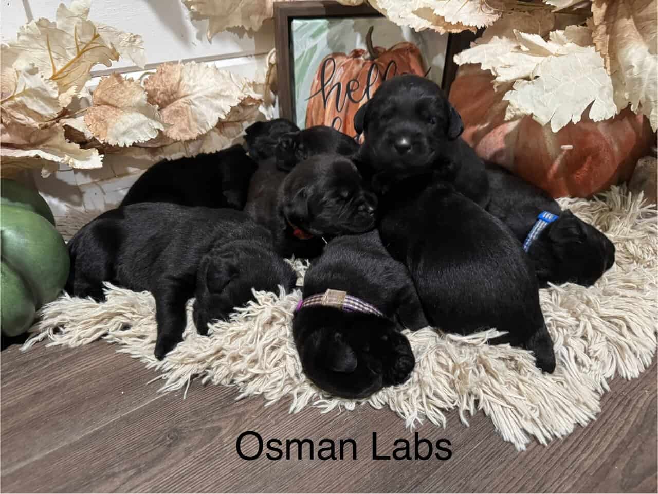 Black lab puppies available November 13th image 1
