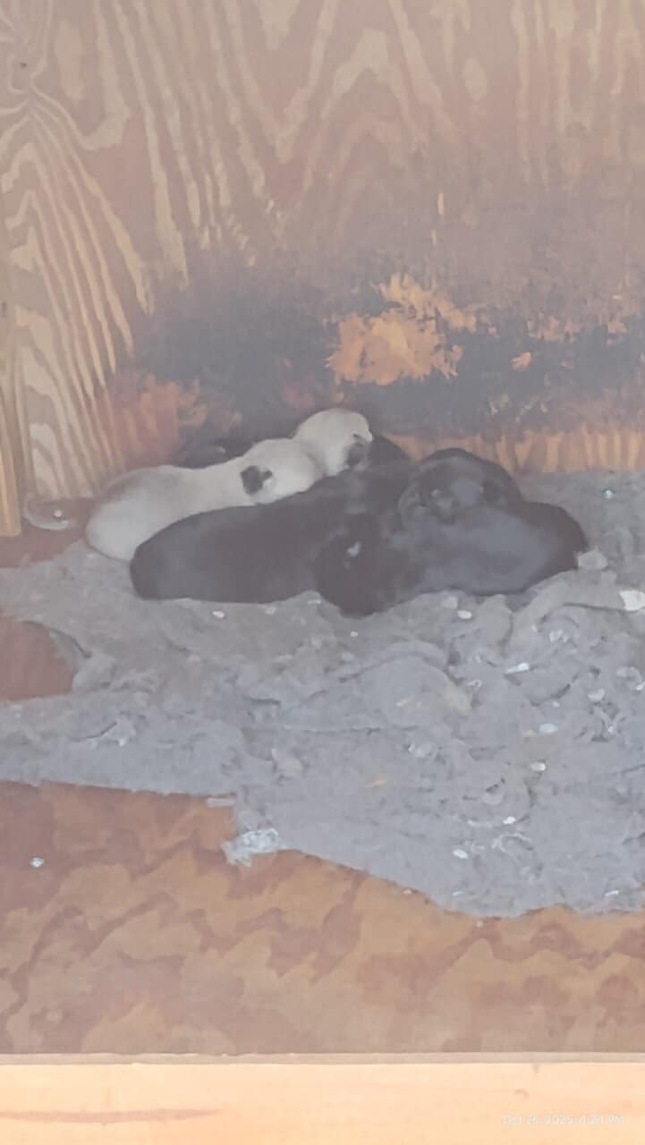 Pug puppies image 12
