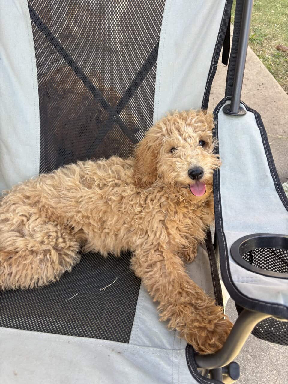 Golden doodle puppies image 1