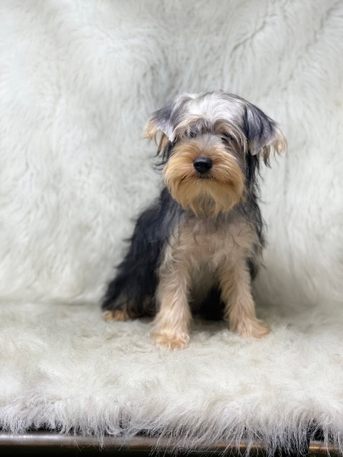 Yorkshire Terrier, male image 1