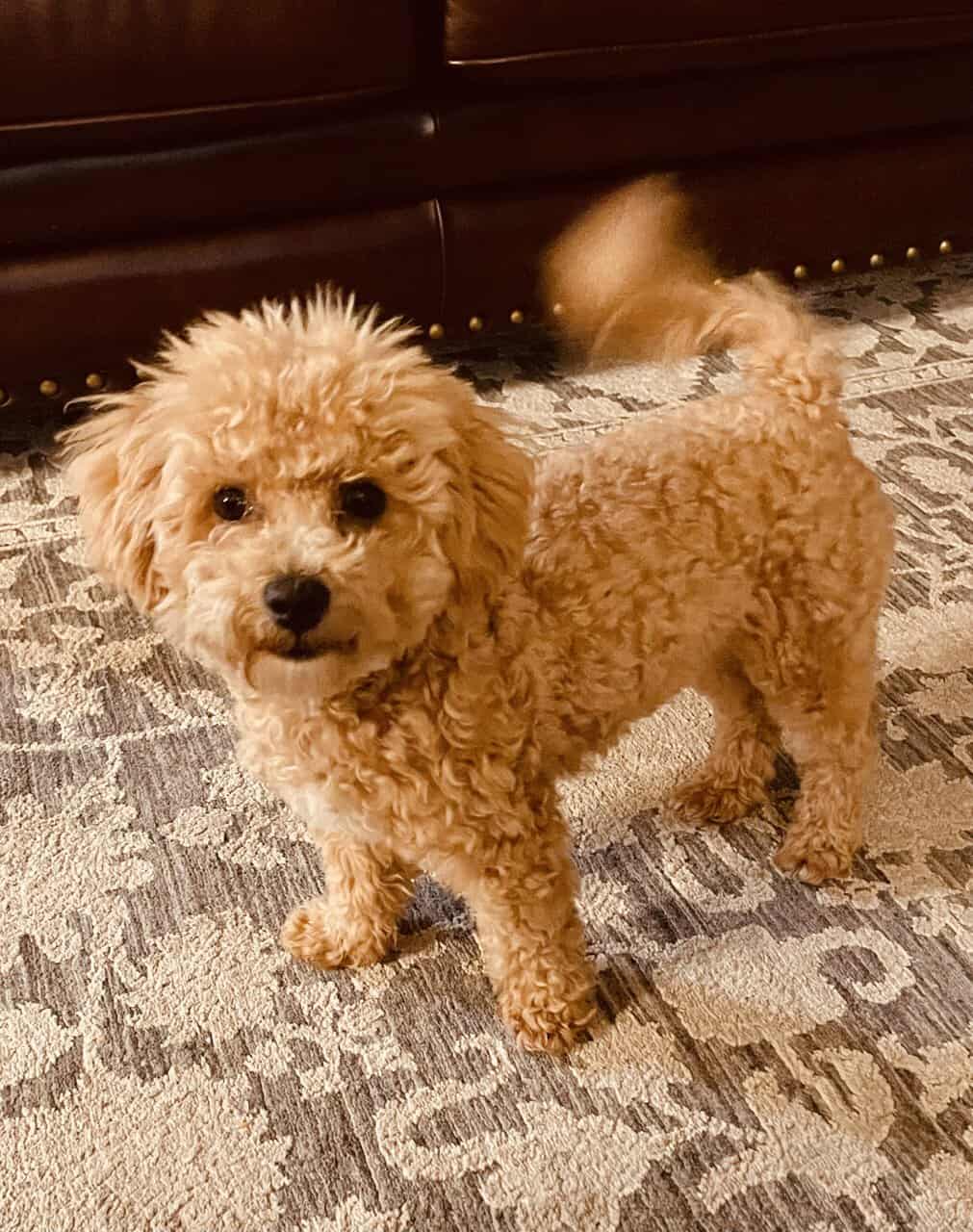 Poochon puppy image 2