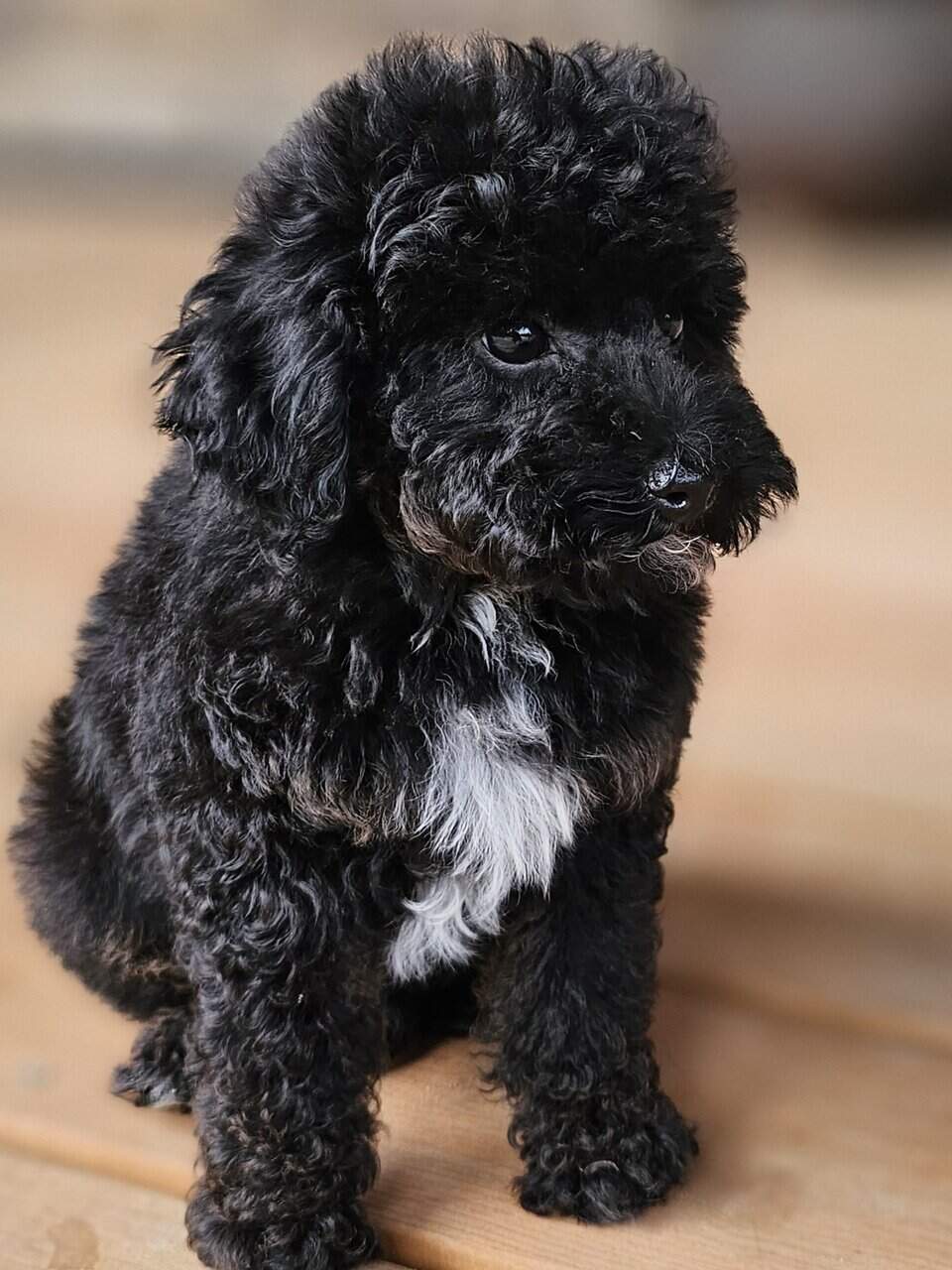 Mini Multigen Goldendoodle Puppy- Male image 4