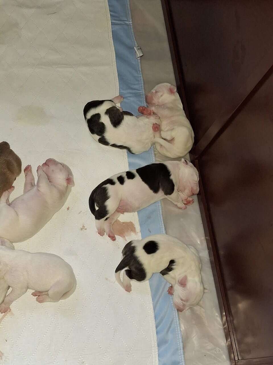 Pitbull Puppies image 3