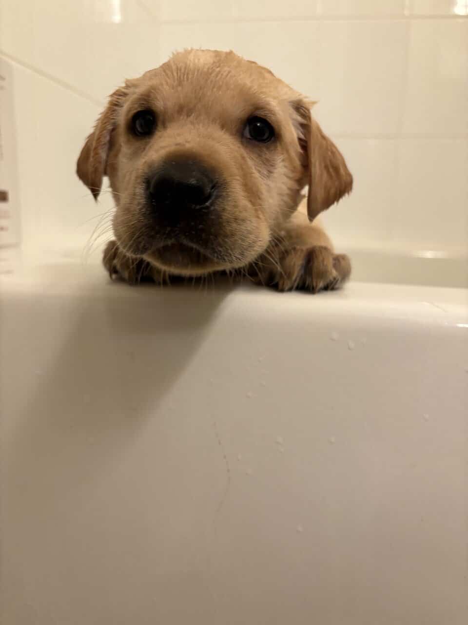 Labrador puppies image 3