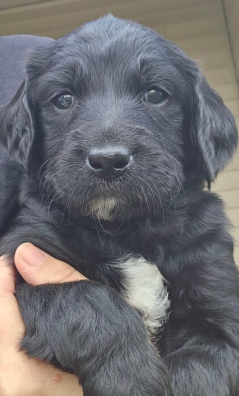 Goldendoodle puppies - take home nov 29 image 11