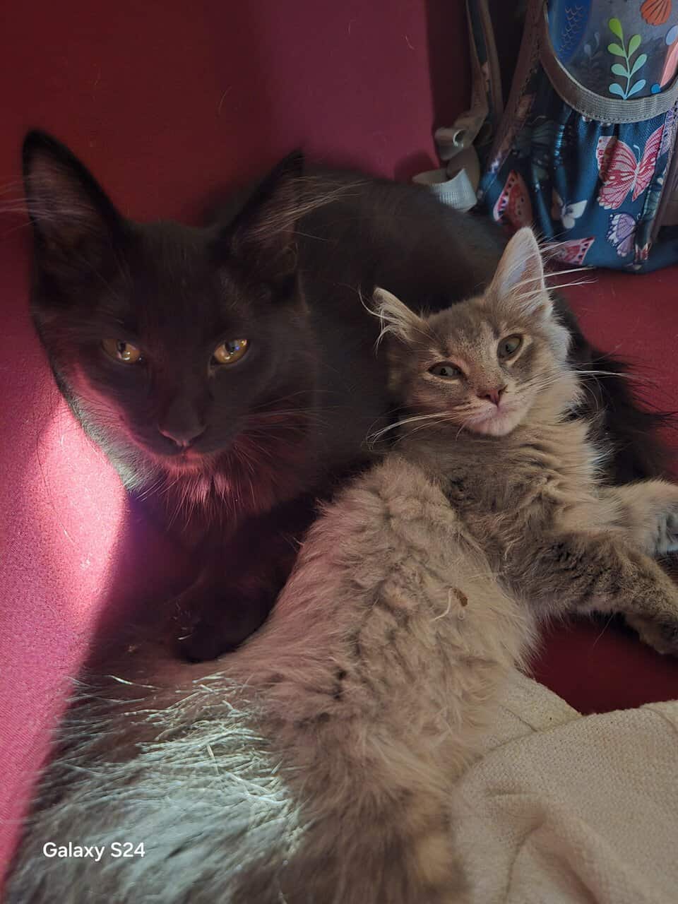 Maine Coon Kittens and cat's image 4