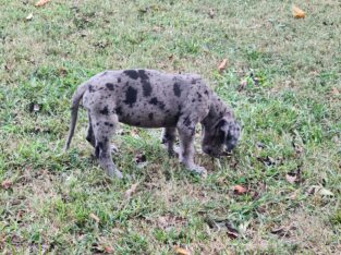 Great Dane Puppies