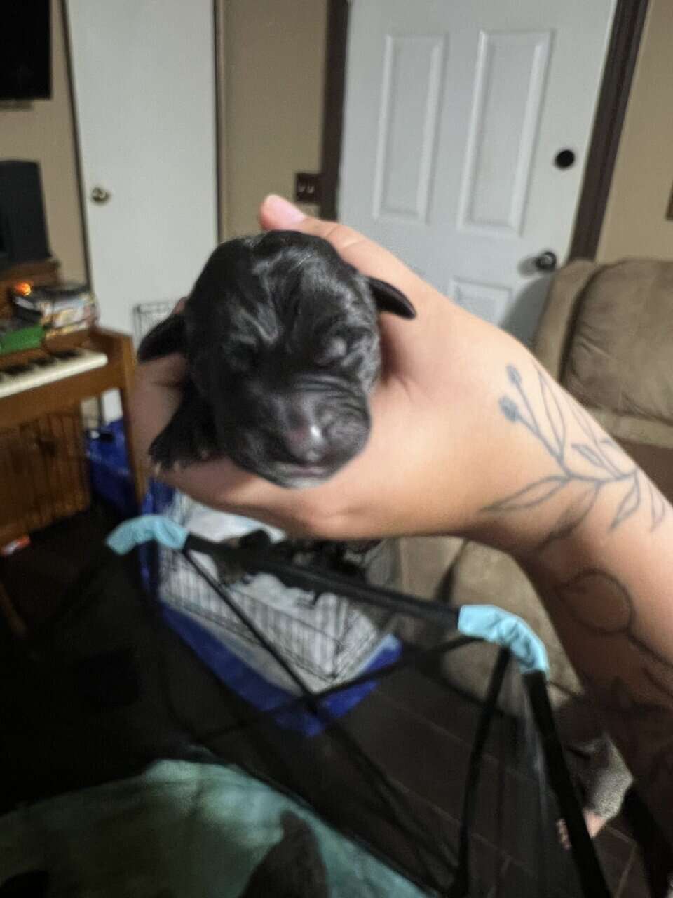 Legacy AKC English Mastiff Puppies—Brindle & Tan image 2