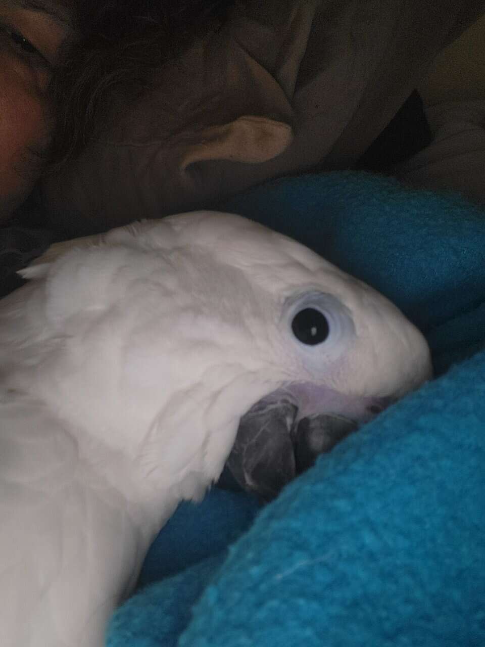 1 yr old Umbrella Cockatoo image 1