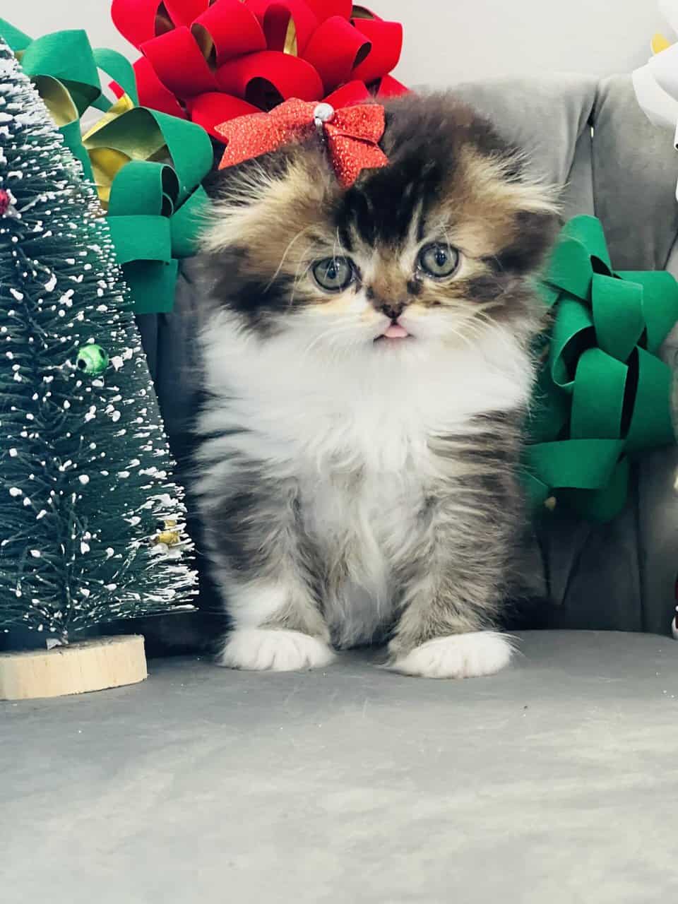 Scottish fold longhair image 7