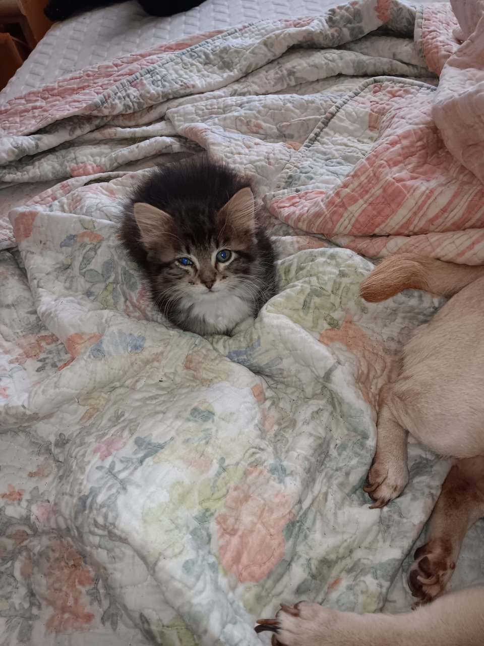 Kittens and cats galore image 1