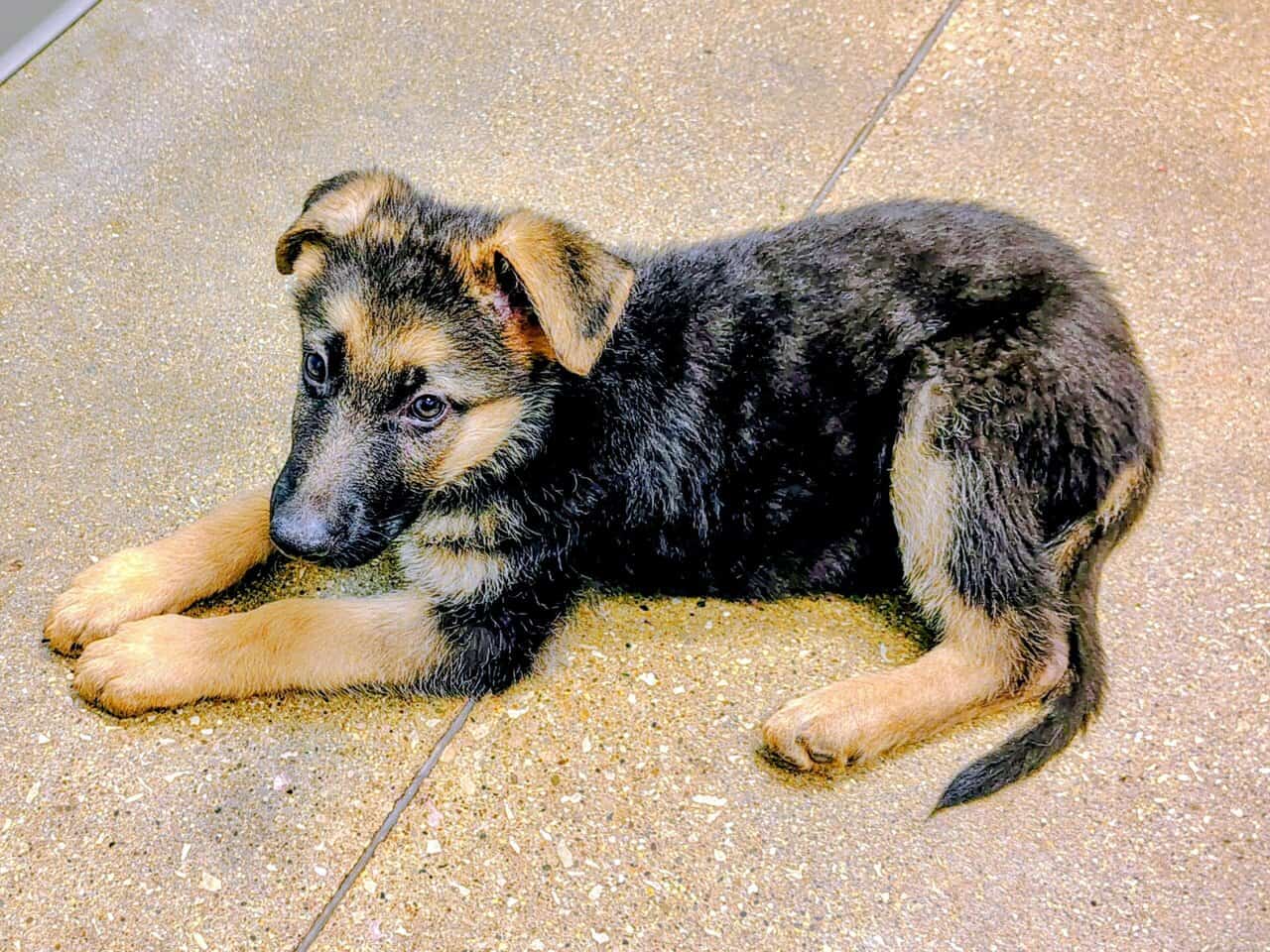 AKC German Shepherd puppies, 5 boys, 10wks image 7