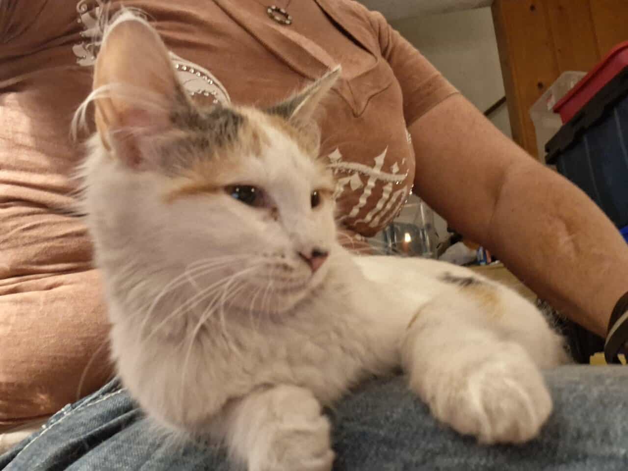 12 wk female calico fixed,vaccinated, dewormed,def image 4