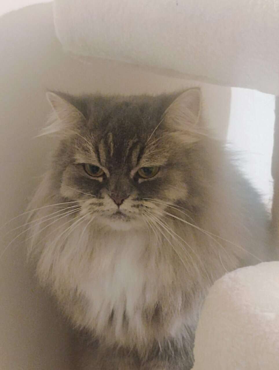 Female Persian mixed grey and white image 5