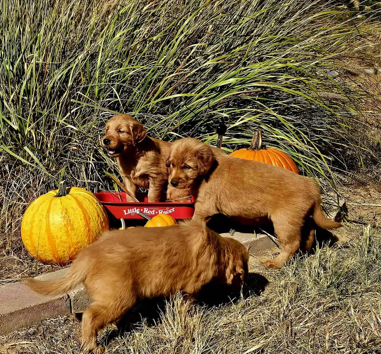 DARK RED AKC GOLDEN RETRIEVER PUPPIES image 6