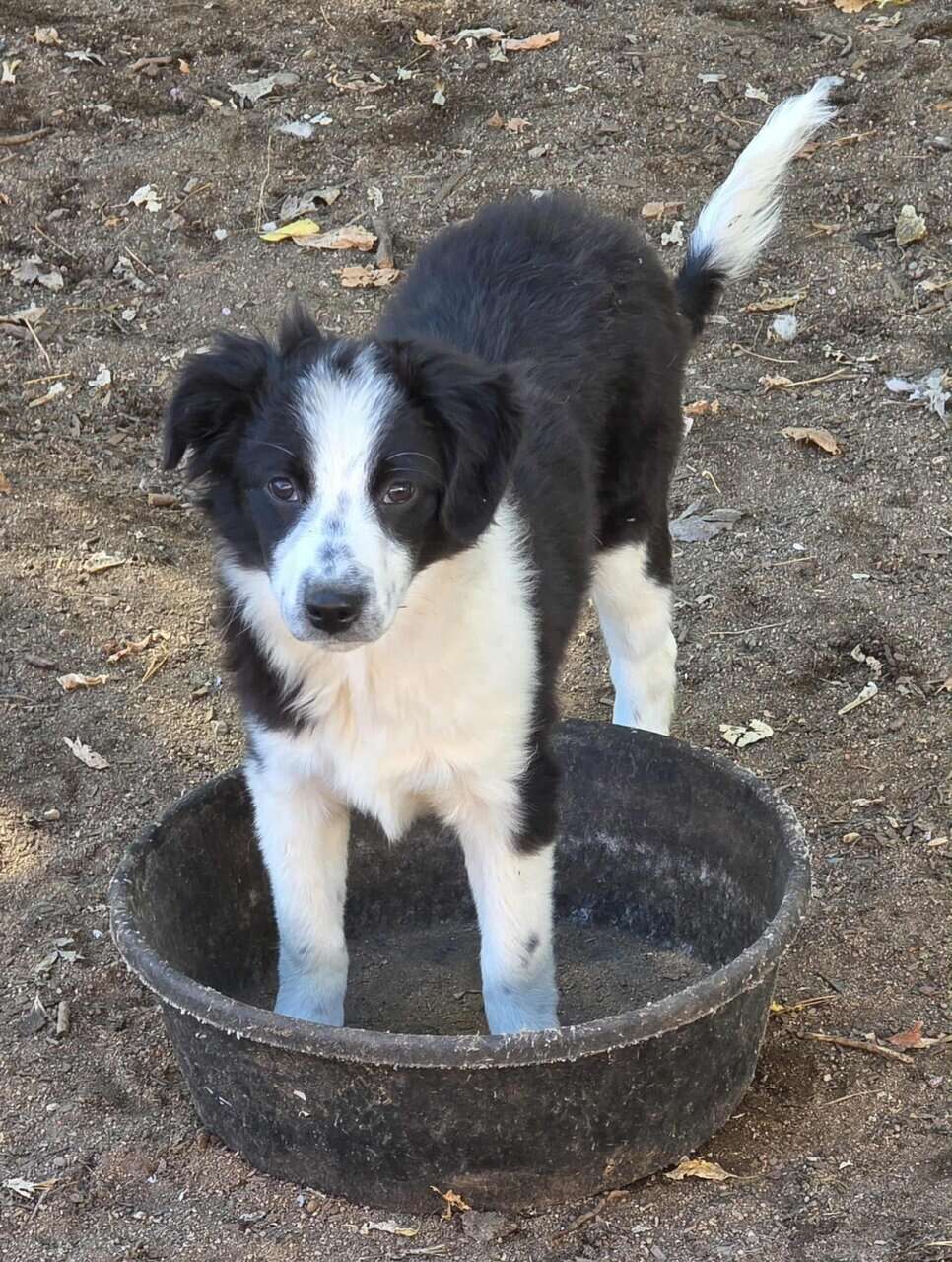 Mini Aussie Boys image 6