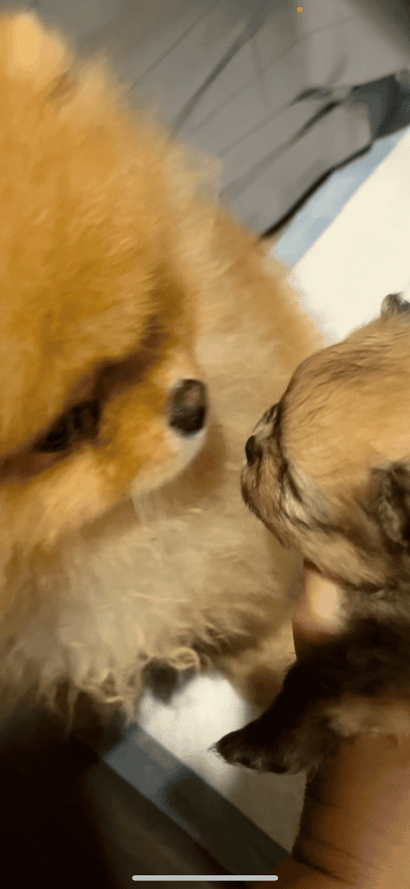 Pomeranians For Sale image 13
