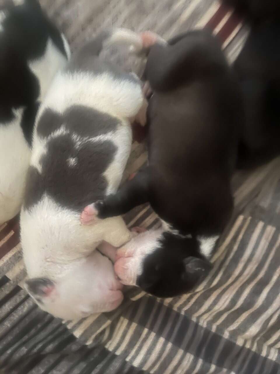 Pit lovers only image 6