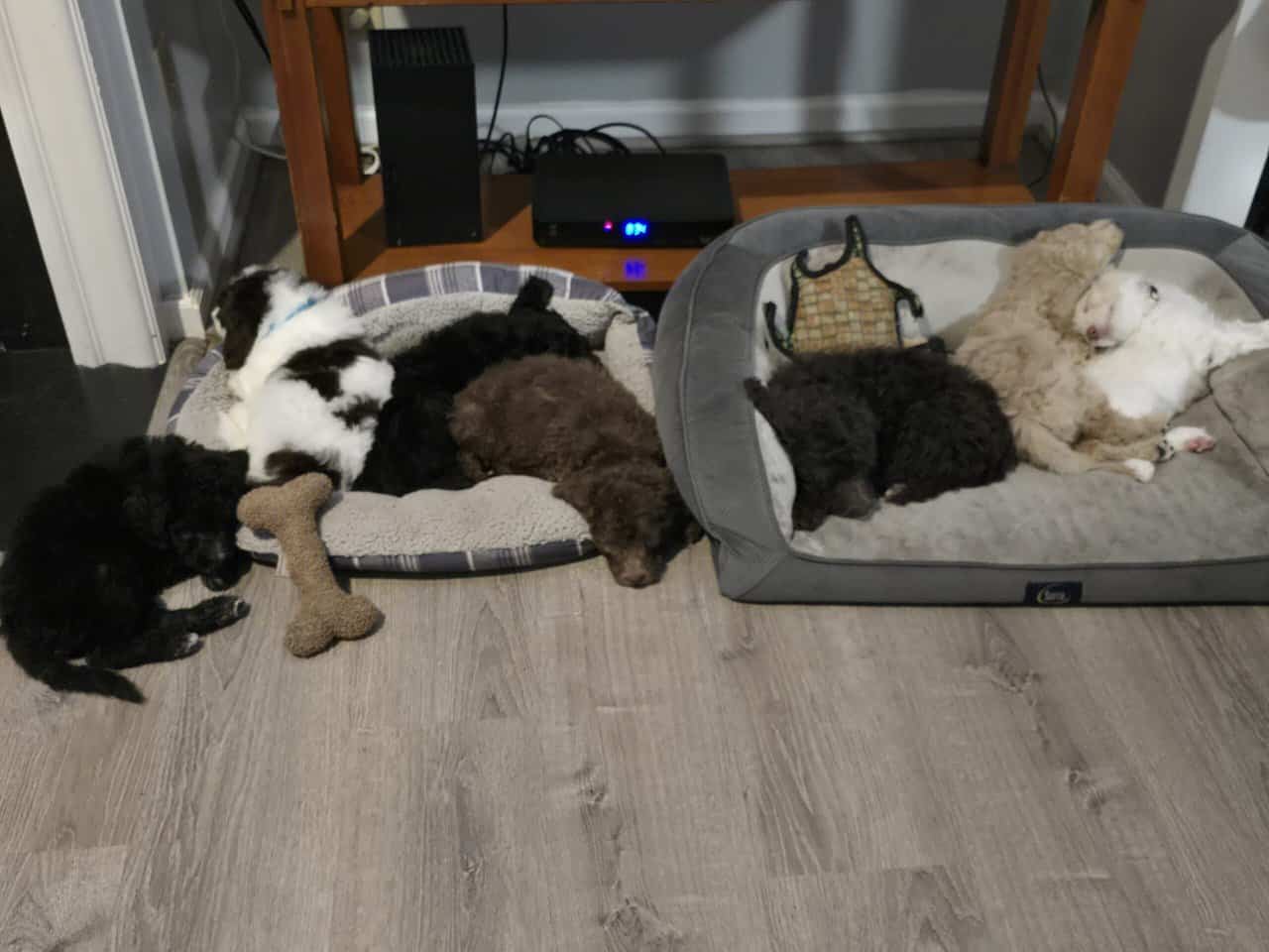 Doodle Puppies image 2