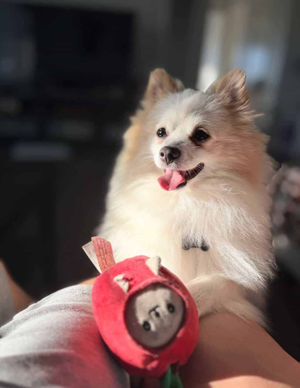 Pomeranian image 3