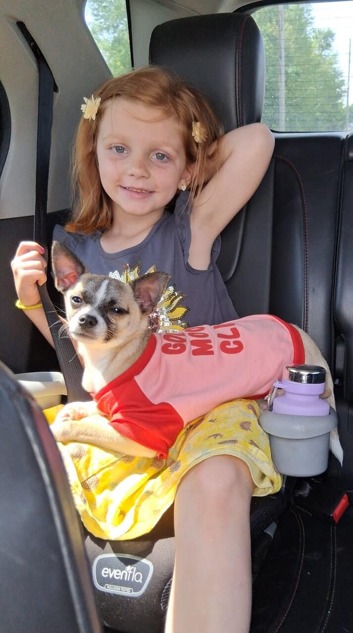 Deerhead Chihuahua 1 yr. Old Male (Boochie) image 7
