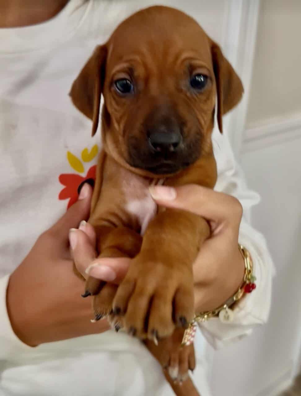 AKC Rhodesian Ridgeback Puppies Available image 12