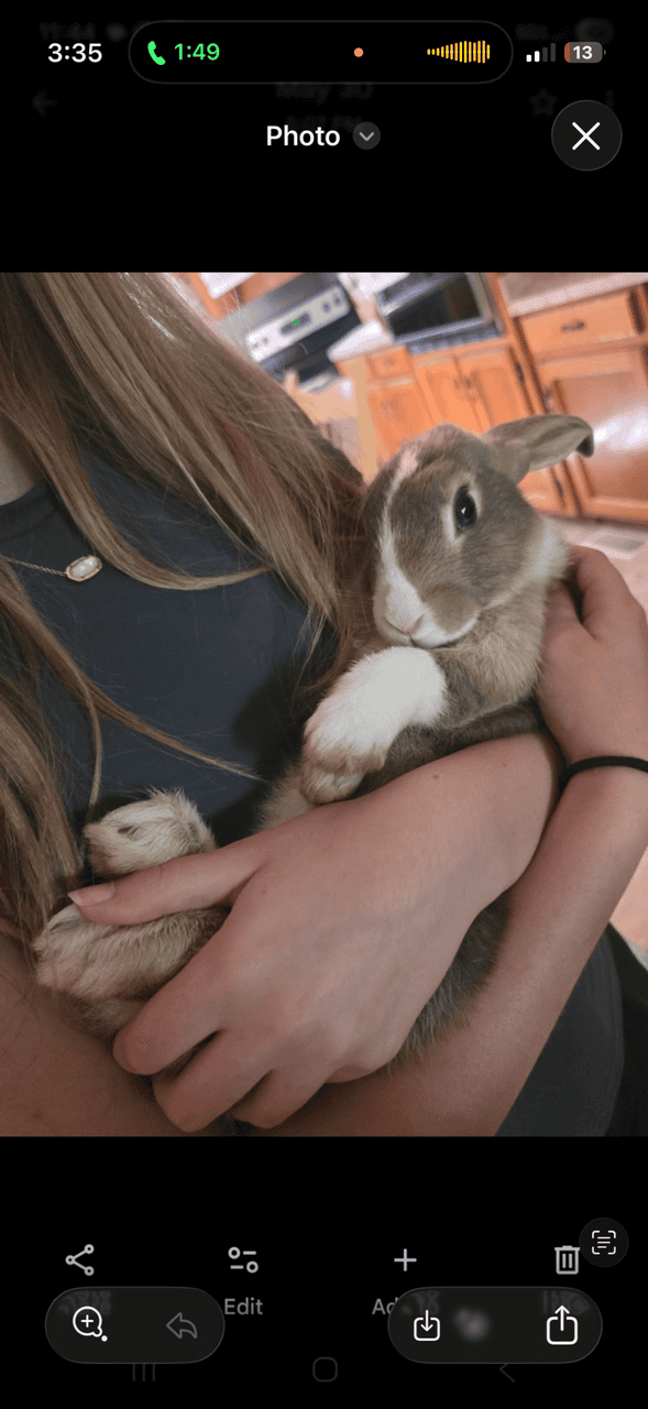Rehoming Cuddly Bunny!! image 7