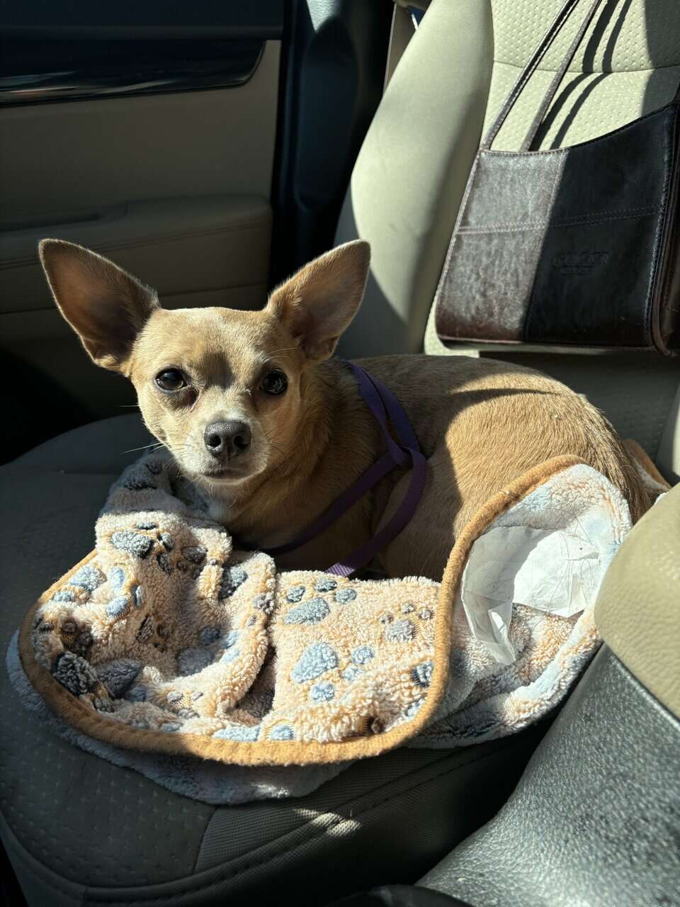 Chihuahua for sale image 3