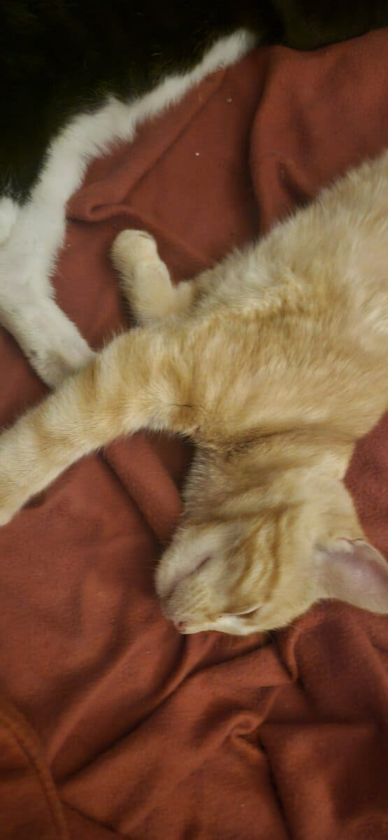 kittens for free image 13