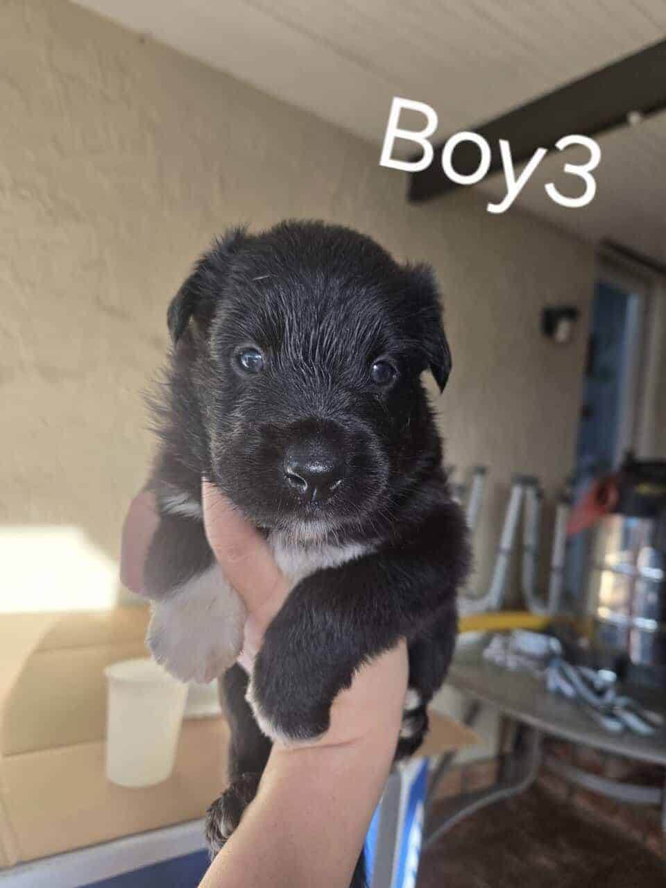 Beautiful Purebred Border Collie Puppies –orlando image 6