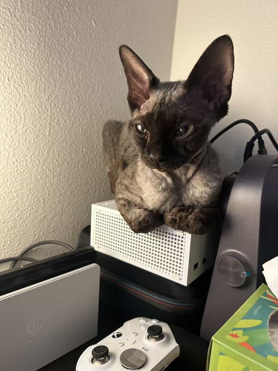 Purebred Black Devon Rex – $1300 image 3