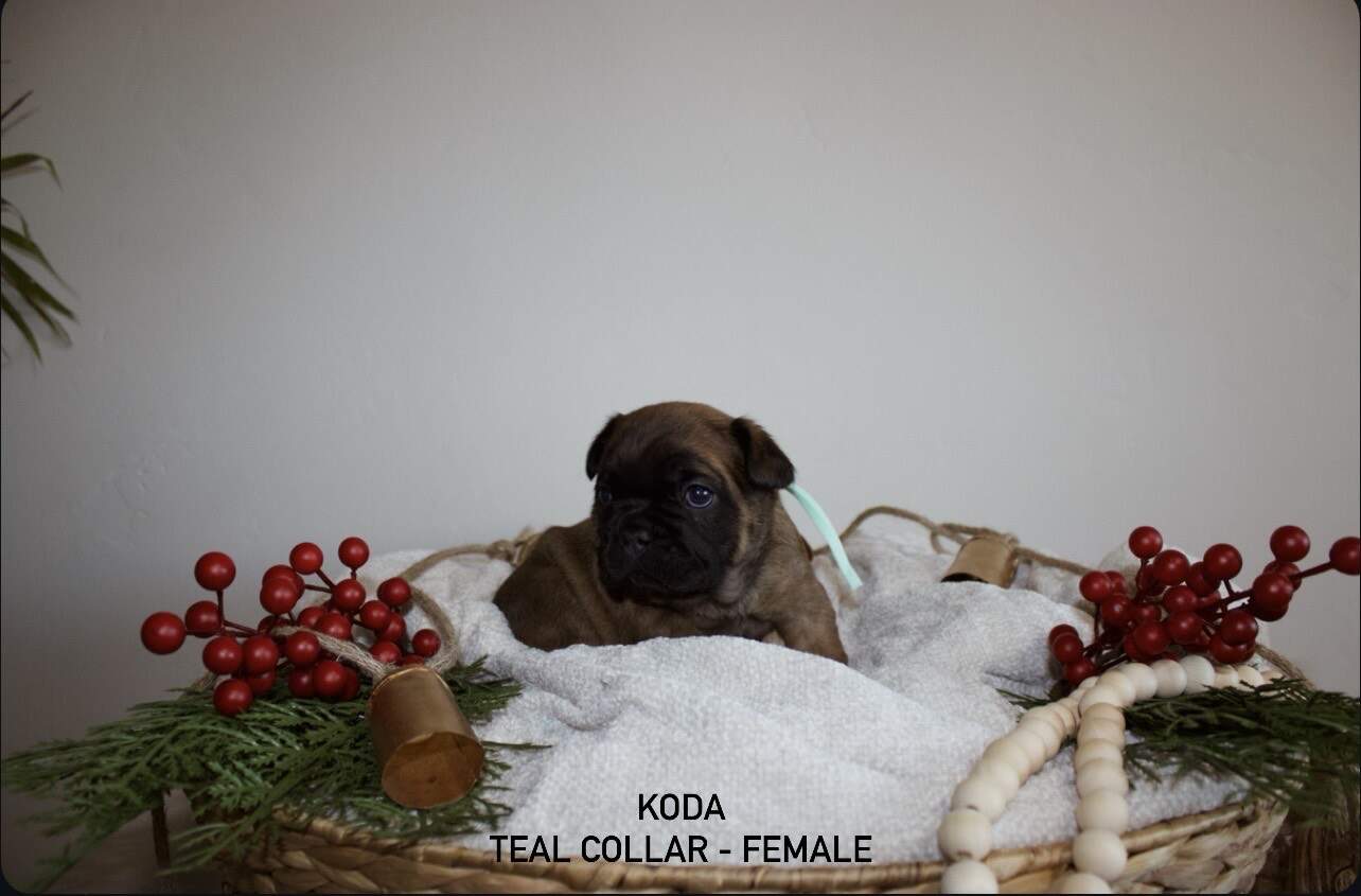 AKC French Bulldog Puppies image 5