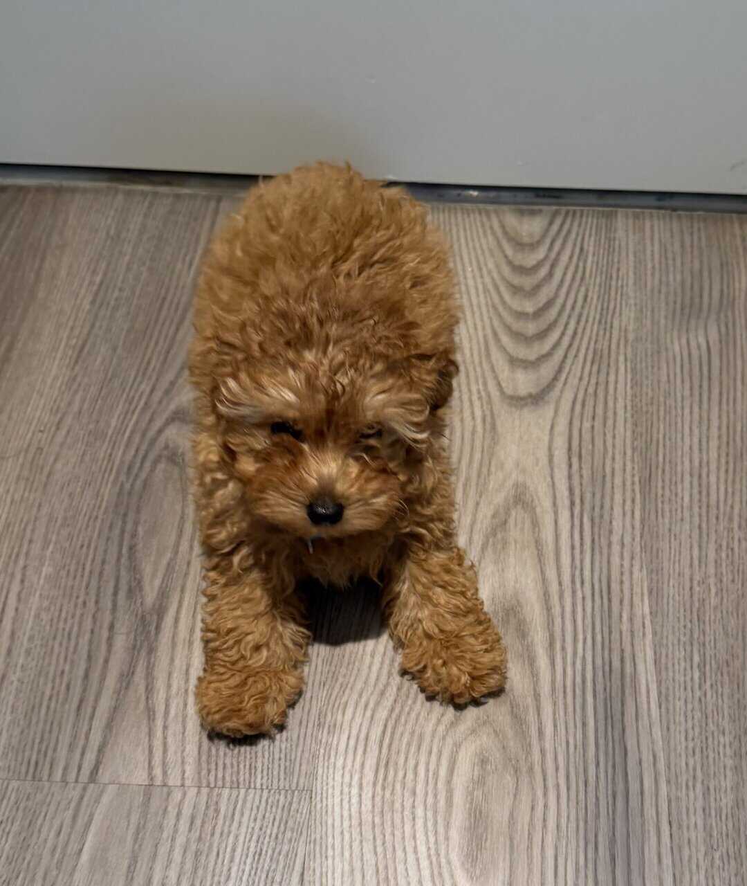 Toy poodle image 1