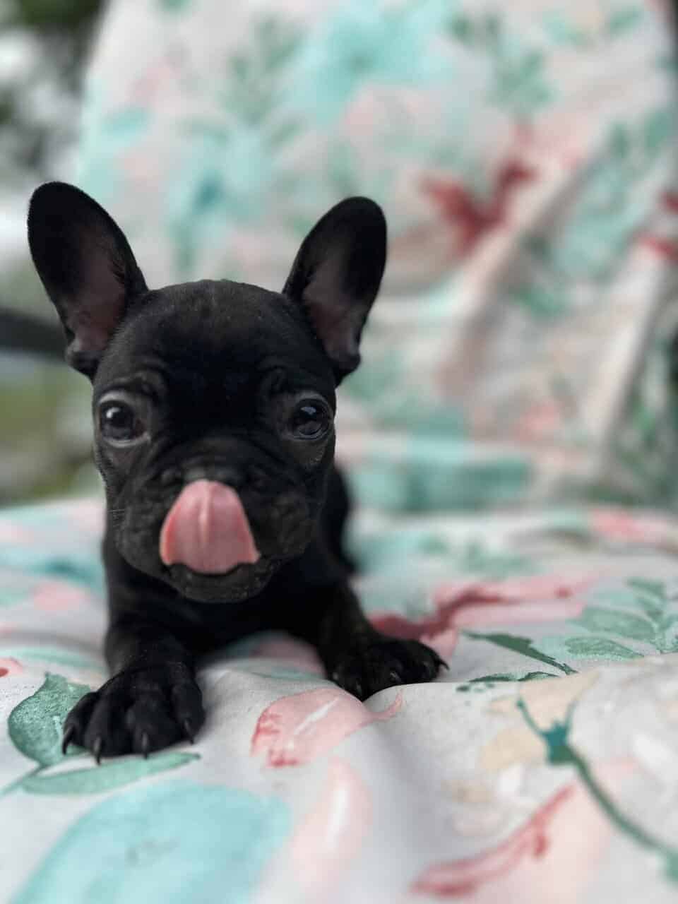 Blue French bulldog puppies image 10