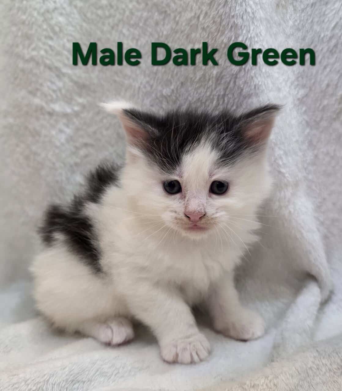 Maine Coon Kittens image 2
