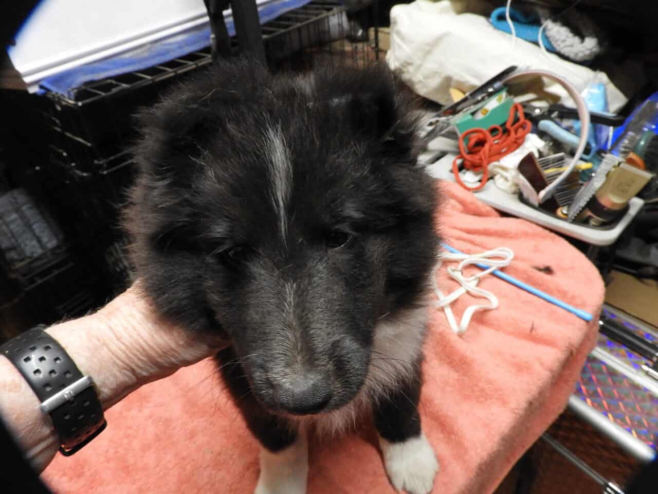 AKC registered Sheltie puppies image 7