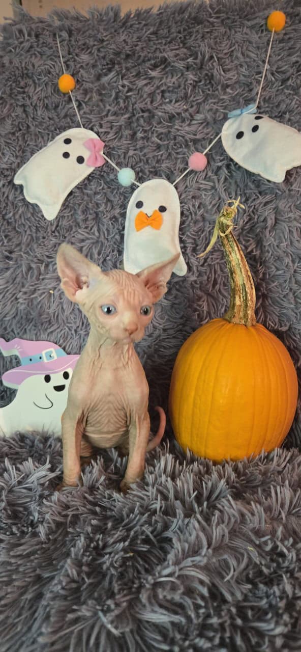 Sphynx kittens image 2