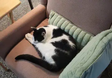 Energetic cat that really likes going outside