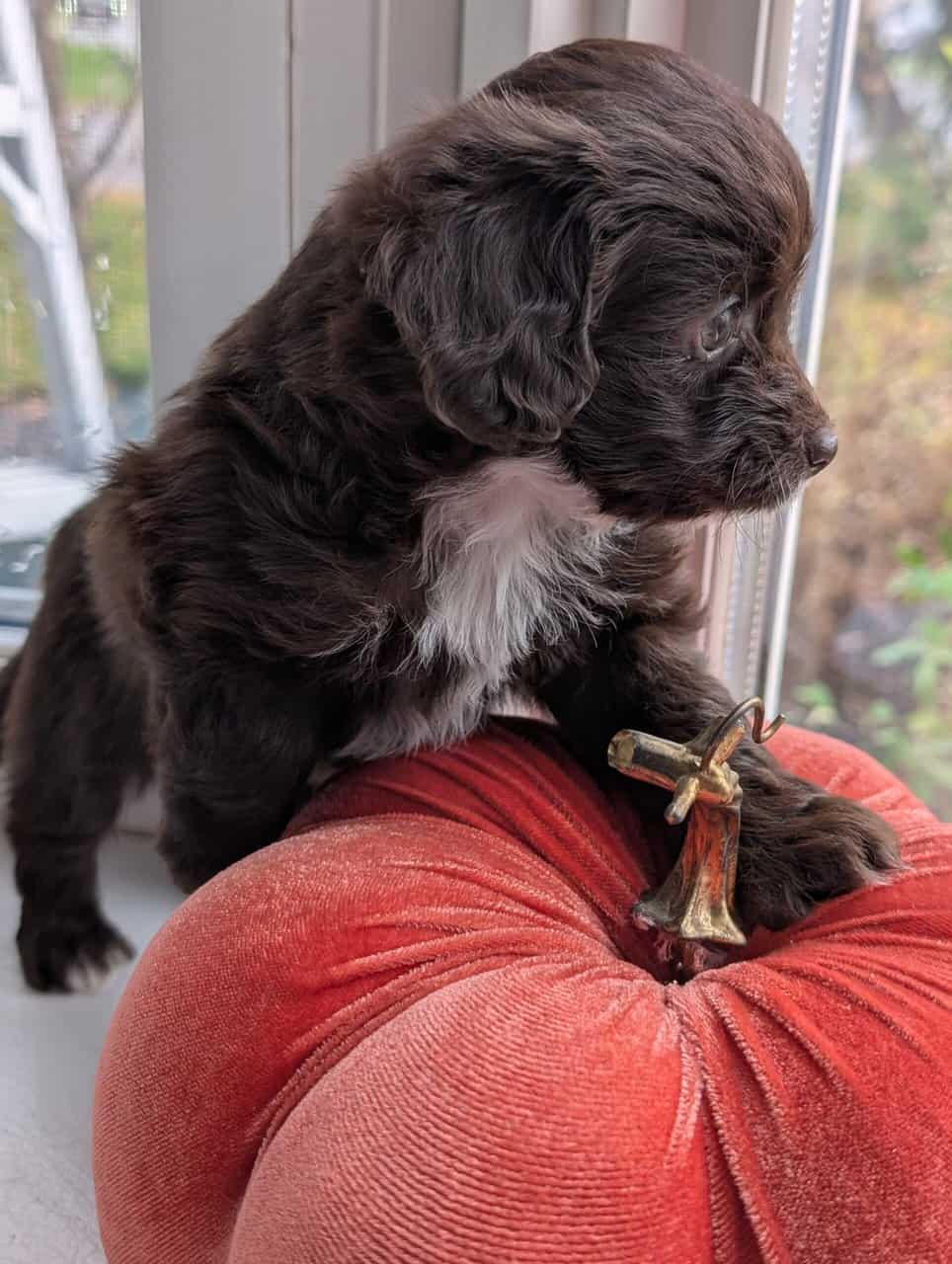 Miniature Aussiedoodles image 8