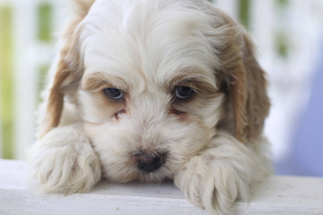 Ruby, a cockapoo puppy born on 9.15.25 image 4