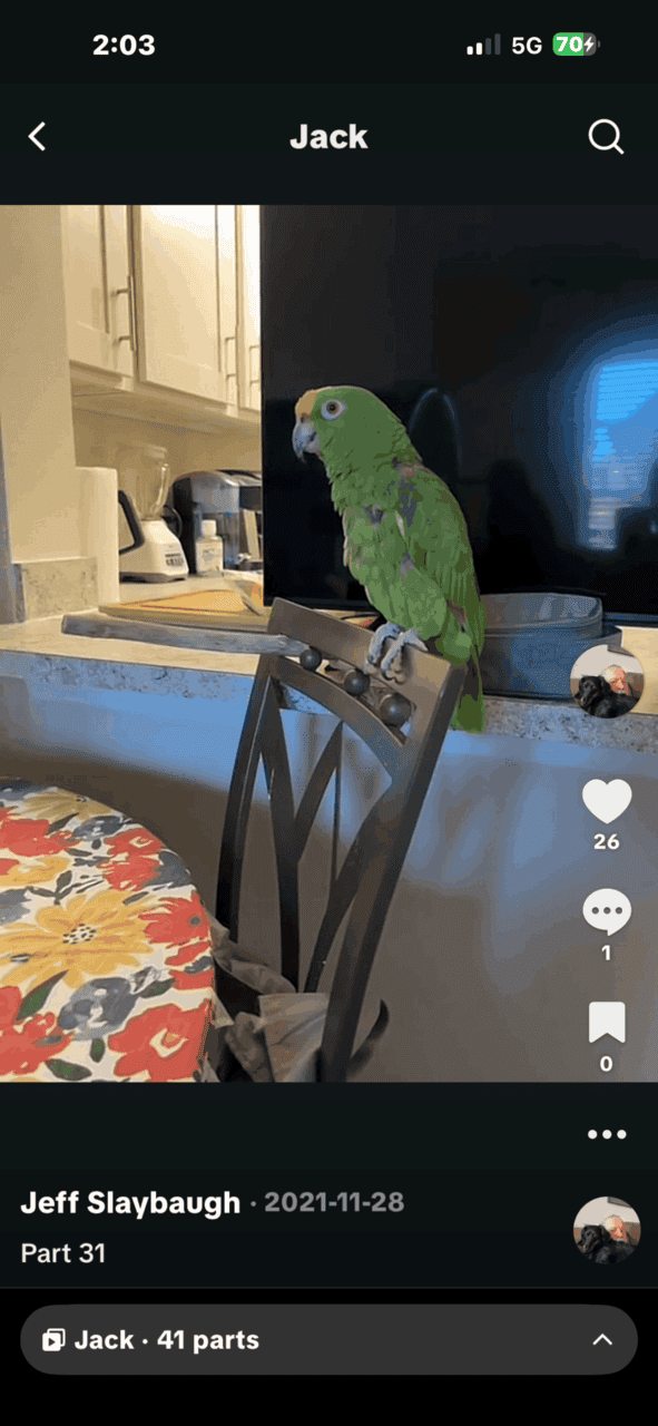 Yellow headed Amazon parrot image 3