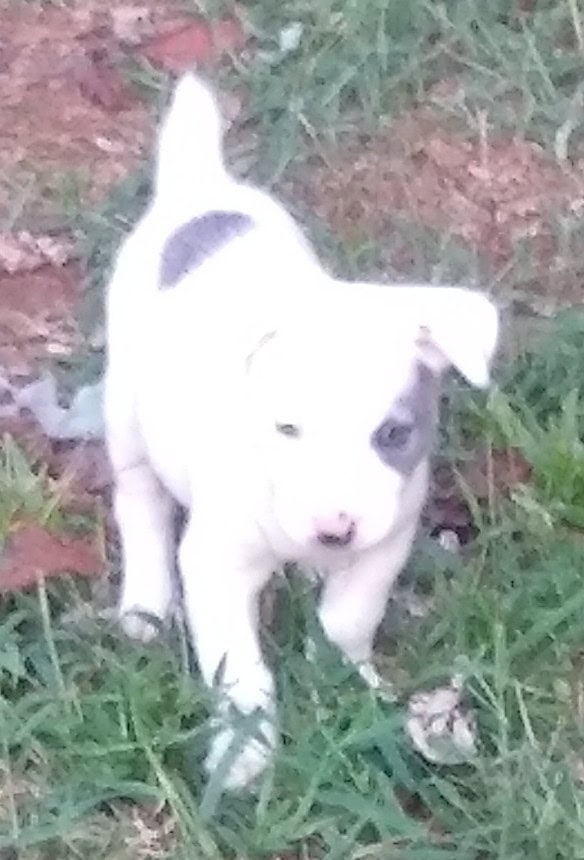 Pitbull/Husky Puppies image 7