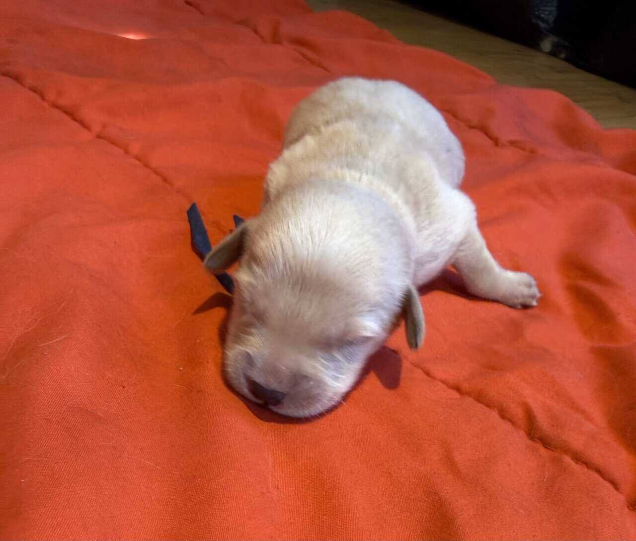 Goldador puppies image 9