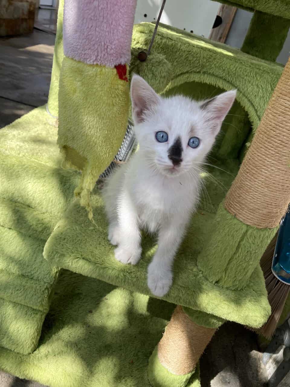 9 weeks cat kittens image 1