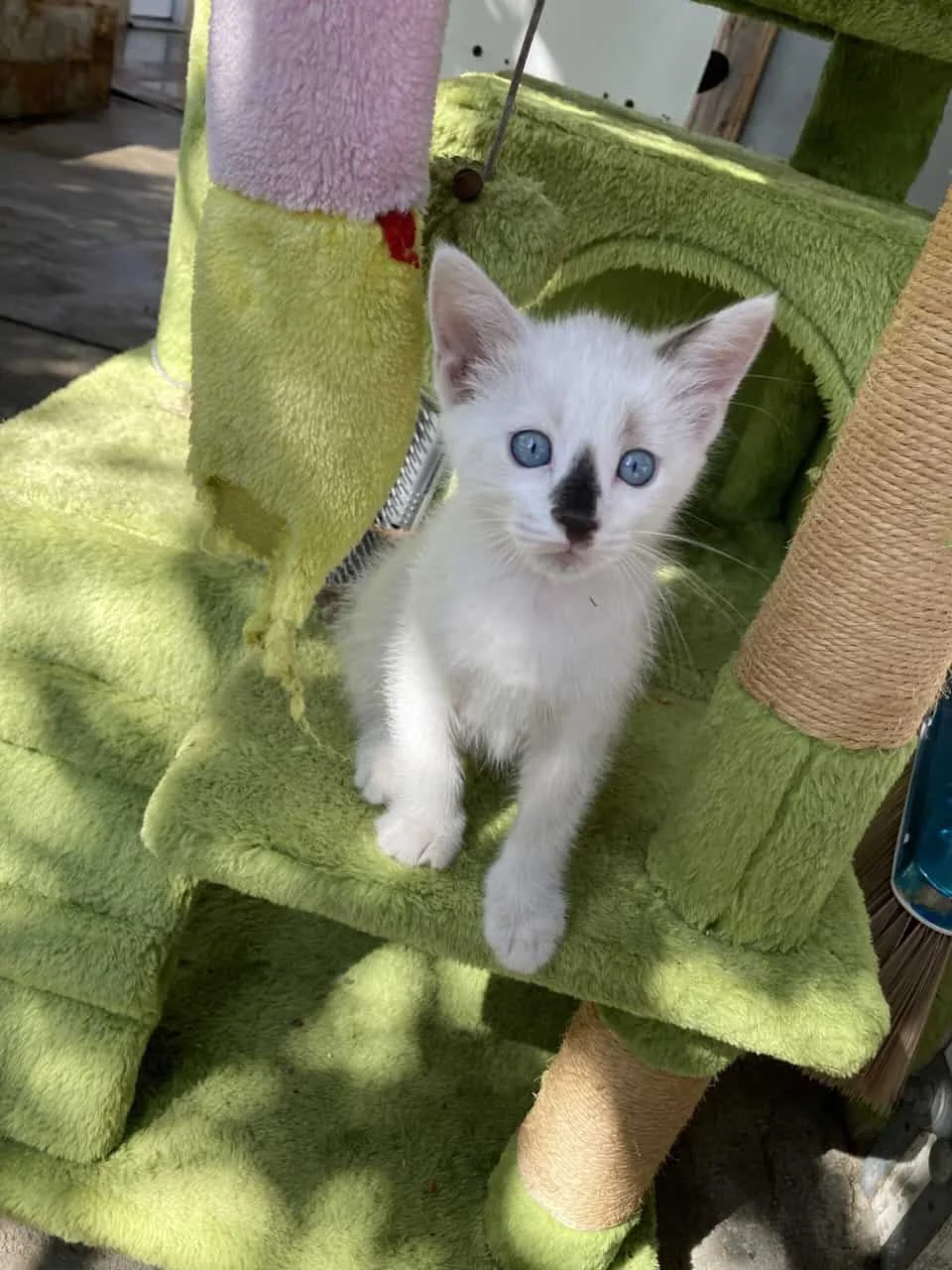 9 weeks cat kittens | PetClassifieds.com - petclassifieds