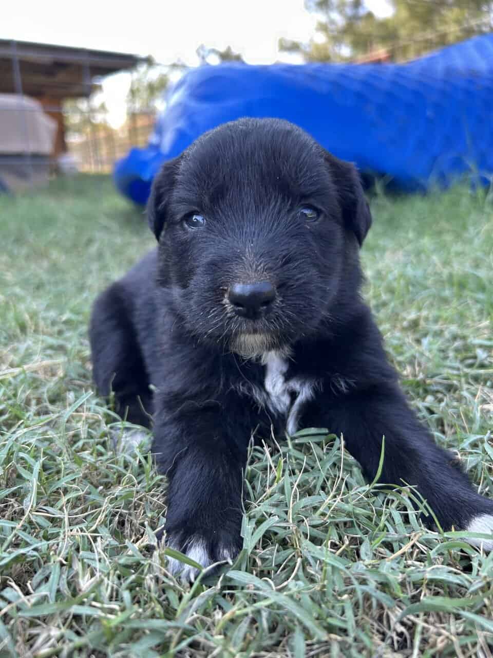 Golden Aussie (pupple) image 3