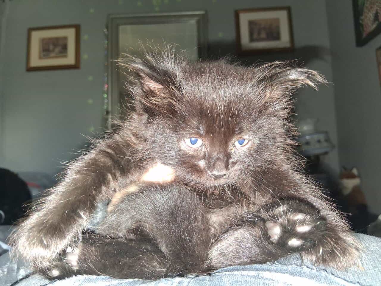 2 maine coon/norwegian forest cat mix kittens 6 wk image 14